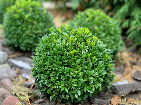 Bring Year-Round Color & Structure to Your Connecticut Landscape- Winter-Ready Evergreens That Thrive in Connecticut Winters
