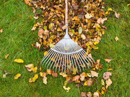 Fall Clean Ups vs. Fall Cutbacks: What’s the Difference?