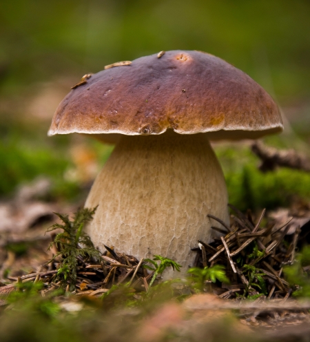 Fungus Among Us – Common Fungal Issues in CT You Should Know About