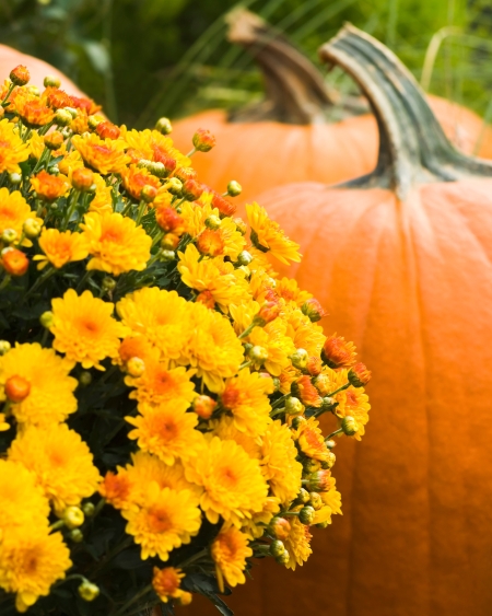 How to Bring Seasonal Interest to Your Landscape This Fall & Winter