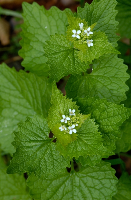 Invasive plants in connecticut what you need to know for a healthy thriving landscape