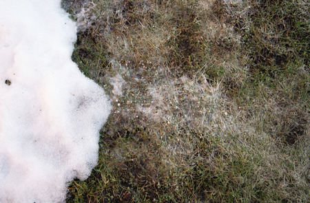 Snow Mold in Connecticut Lawns: What It Is and How to Fix It Thumbnail