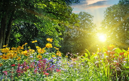 Survive the Sizzle: Summer Landscaping Secrets You Need