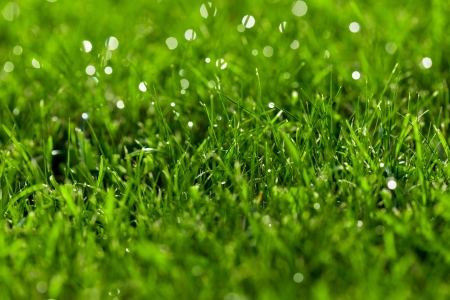 The Ultimate Lawn Care Guide for a Lush, Green Yard Year-Round Thumbnail