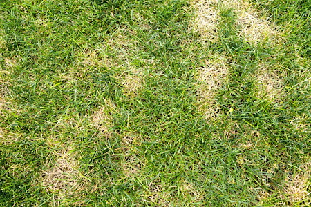 Why Your Lawn Is Brown After Winter in Connecticut (And What to Do About It)