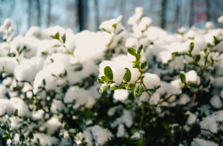 Winter Pruning in Connecticut: Why It Sets Your Landscape Up for Spring Success