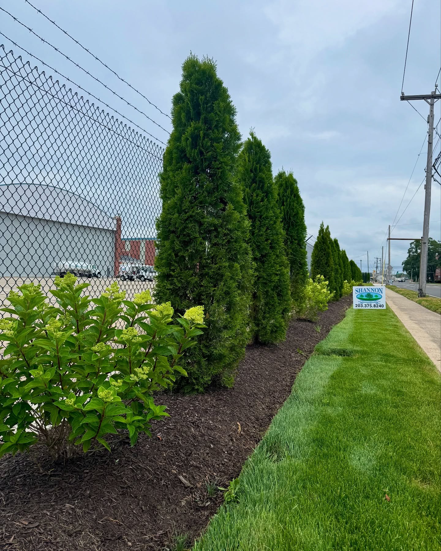 Commercial Privacy Planting Project at Stratford Airport, Stratford CT Thumbnail