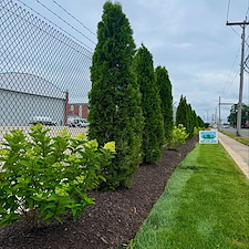 Commercial-Privacy-Planting-Project-at-Stratford-Airport 4
